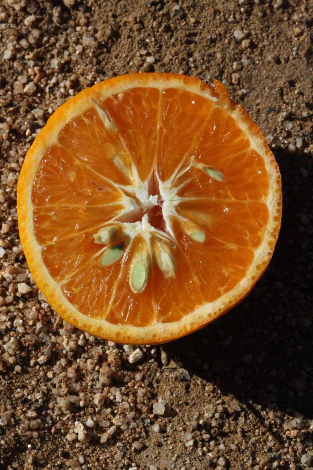            Fruit cross-section (Riverside, CA)   
